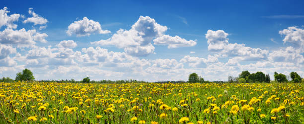 istock Field with dandelions and blue sky 903585688