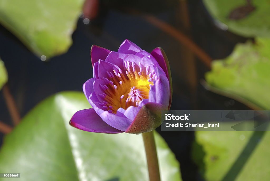 bud, estanque de lotos, India - Foto de stock de Aire libre libre de derechos