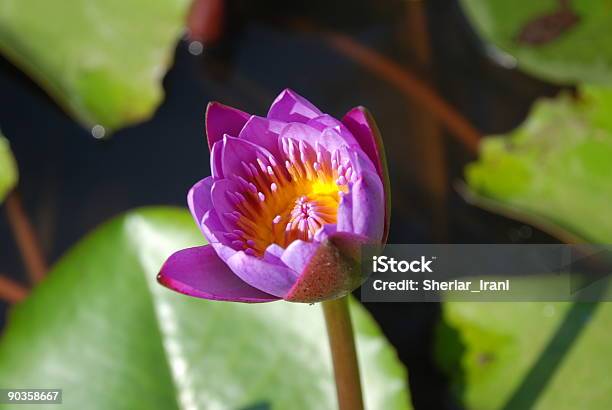 Foto de Lotus Bud No Lago Índia e mais fotos de stock de Amor à Primeira Vista - Amor à Primeira Vista, Beleza natural - Natureza, Bombaim