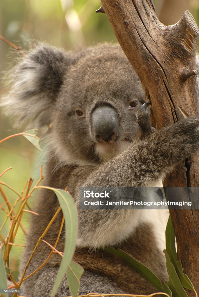 Koala - Zbiór zdjęć royalty-free (Dolina Barossa)