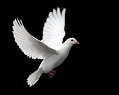 istock White Dove in Flight 1 90358935