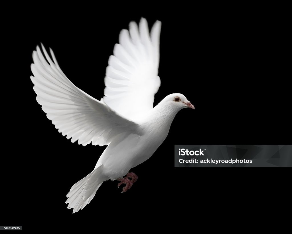 White Dove in Flight 1  Dove - Bird Stock Photo