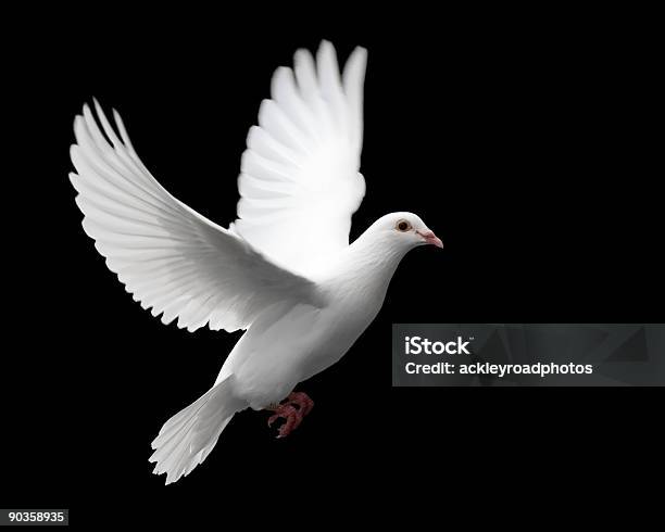 White Dove In Flight 1 Stock Photo - Download Image Now - Dove - Bird, White Color, Pigeon