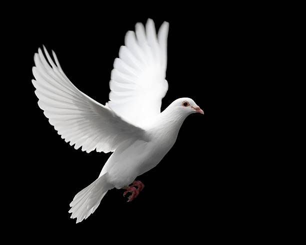 pomba branca em voo 1 - common wood pigeon imagens e fotografias de stock