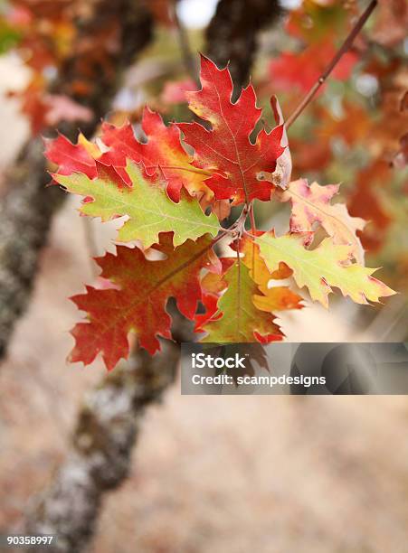 オークの葉で秋の木 - オレンジ色のストックフォトや画像を多数ご用意 - オレンジ色, オークの葉, カラフル
