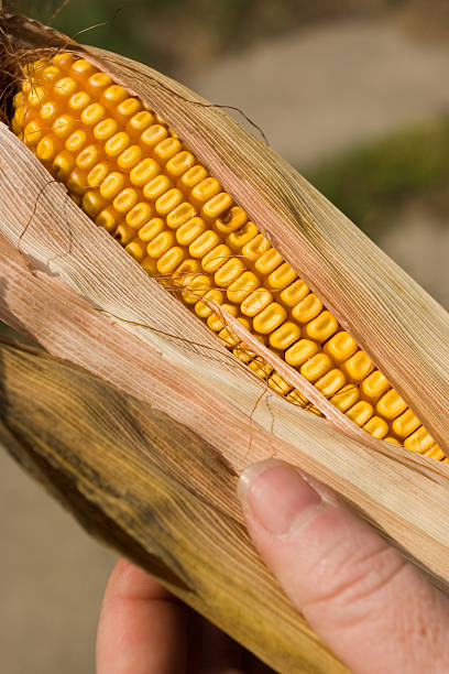 Seed Corn stock photo