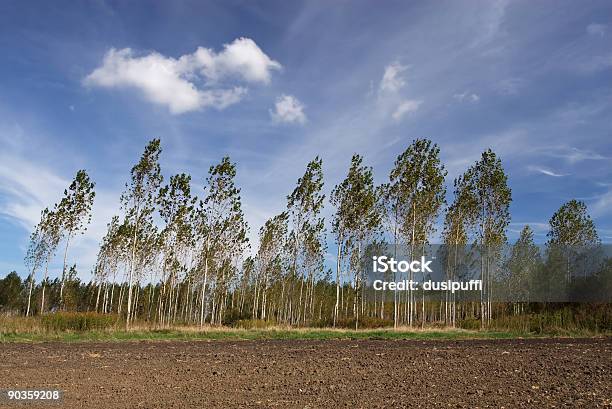 Árvores - Fotografias de stock e mais imagens de Ao Ar Livre - Ao Ar Livre, Bétula, Campo agrícola
