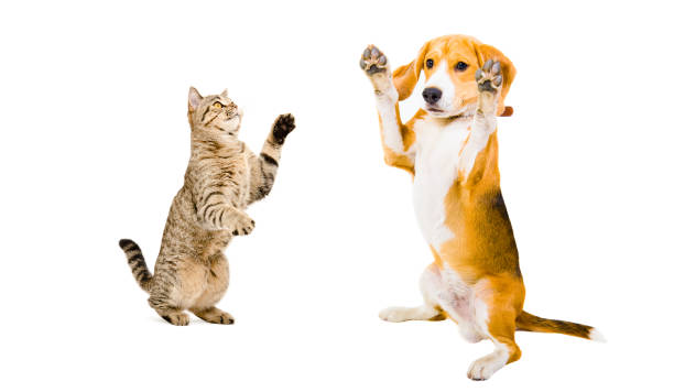 istock Beagle dog and cat Scottish Straight playing together 903592246