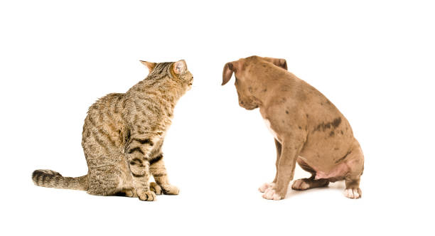 istock Cat and puppy sitting with his back to the camera 903592252