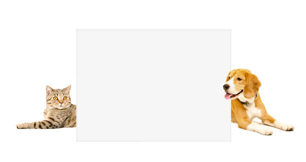 istock Cat Scottish Straight and Beagle dog peeking  from behind banner 903592262