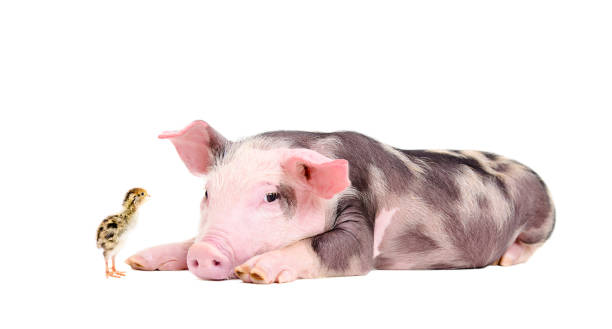 istock Cute little pig and quail chicken 903592308