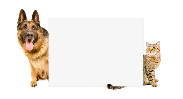 istock Dog and cat looking out from behind a banner 903592338