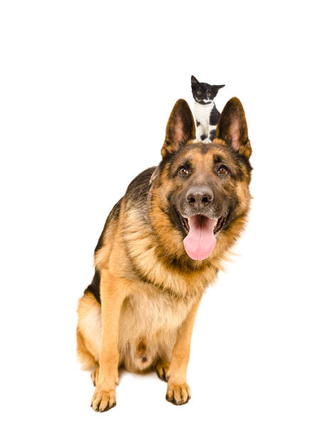 istock Funny German Shepherd sitting with a kitten on the head 903592362