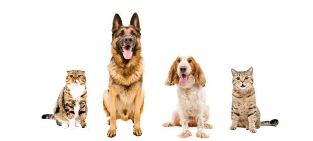 istock Dogs and cats sitting together 903592378