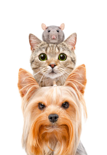 engraçado retrato de um cão, um gato e um rato - fun mouse animal looking - fotografias e filmes do acervo