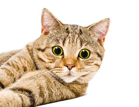 Portrait of a cat Scottish Straight to the surprised eyes, Isolated on white background