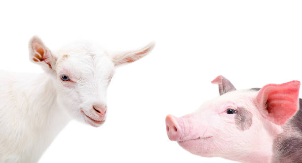 istock Portrait of a goat and pig 903592552