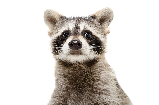 Portrait of a funny raccoon closeup, Isolated on white background