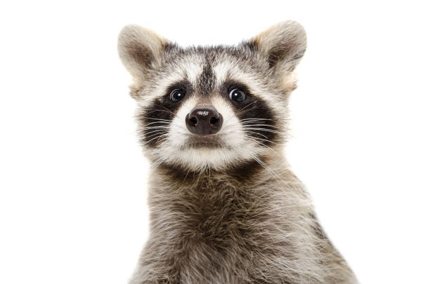 Portrait of a funny raccoon closeup stock photo