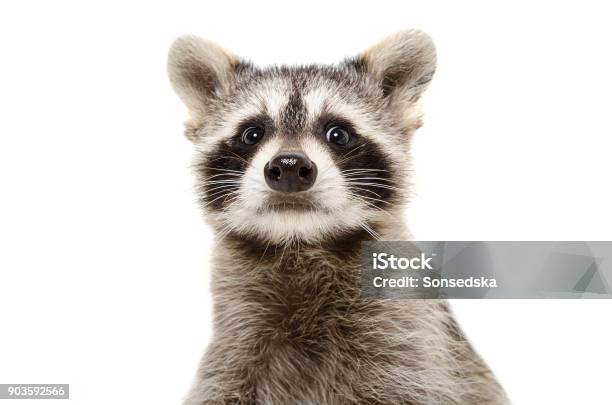 Portrait Of A Funny Raccoon Closeup Stock Photo - Download Image Now - Raccoon, White Background, Animal Head