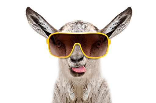 Portrait of a goat in sunglasses showing tongue Isolated on white background