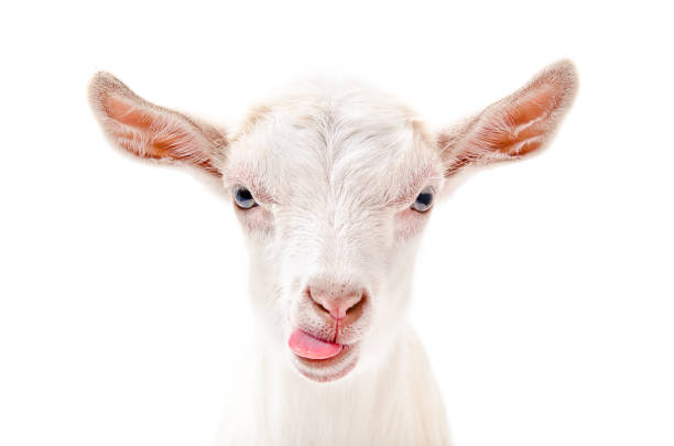 Portrait of a goat showing tongue Portrait of a goat showing tongue Isolated on white background bizarre fashion stock pictures, royalty-free photos & images