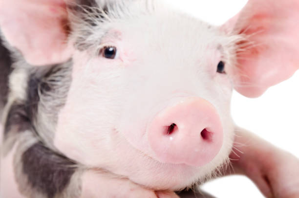 istock Portrait of a pig, closeup 903592588