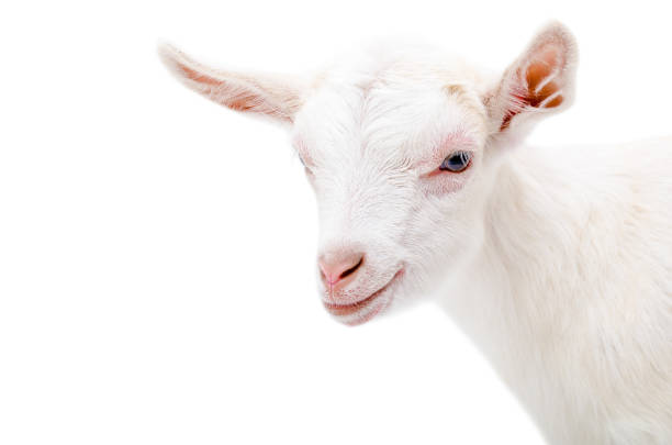 istock Portrait of a white little  goat 903592650