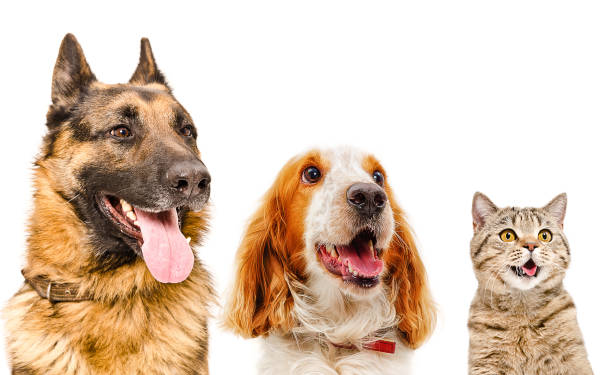istock Portrait of pets closeup 903592682