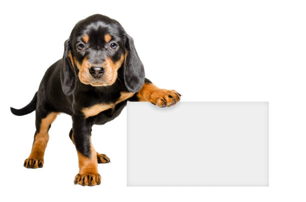 istock Puppy breed Slovakian Hound standing with a banner 903592690