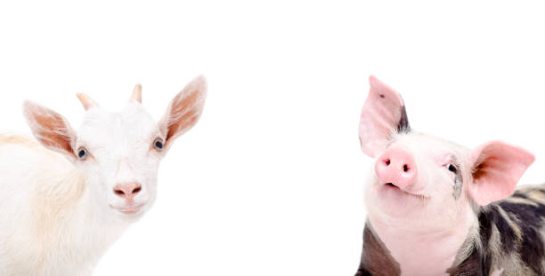 istock Portrait of goat and piglet 903592698