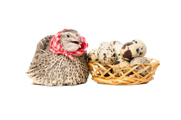 Quail in the neckerchief sitting next to a basket of quail eggs