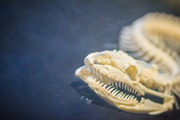 Python Baby Skull Python Skull Stock Photos, Pictures & Royalty-Free Images - iStock