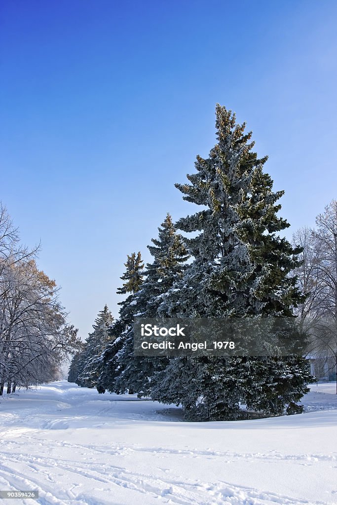 fir-tree unter frost - Lizenzfrei Abgeschiedenheit Stock-Foto