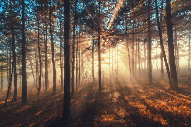 istock Sun beams pour through trees in foggy forest 903594906