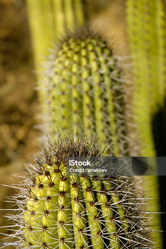 Cactus órgano tubular (Stenocereus thurberi) close-up - Foto de stock de Cactus libre de derechos