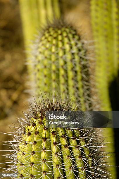 Cactus A Canne Dorgano Closeup - Fotografie stock e altre immagini di Cactus