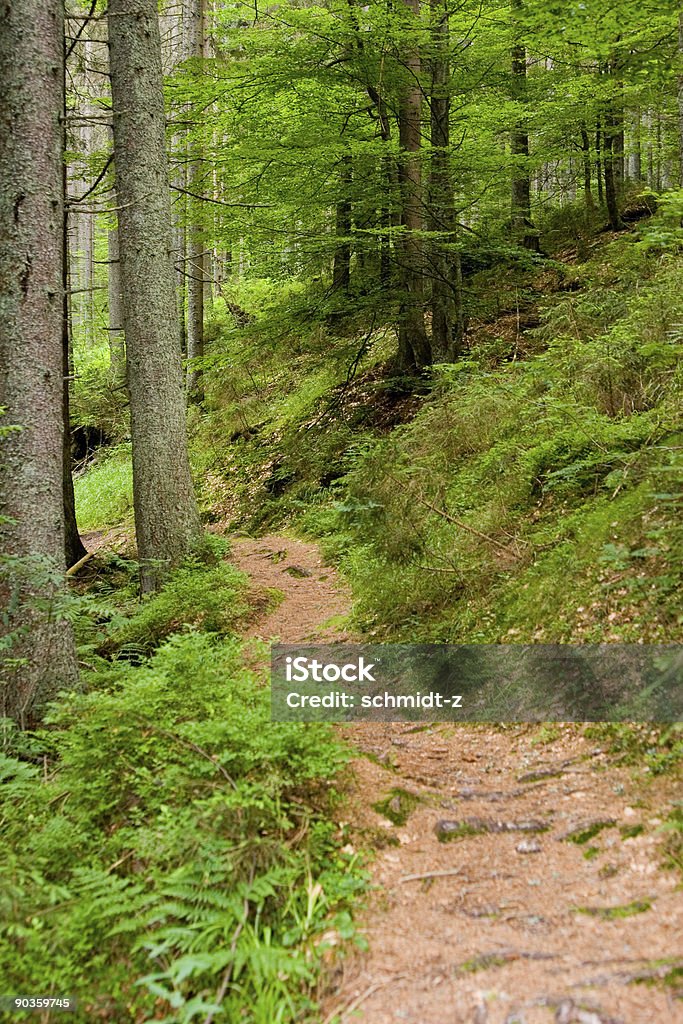 Path in the forest  Branch - Plant Part Stock Photo