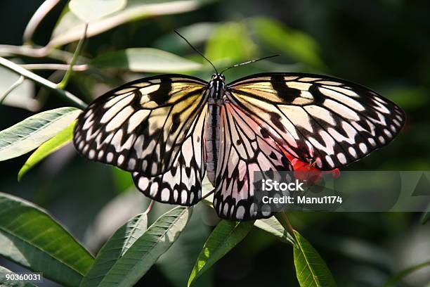 Farfalla In Bianco E Nero - Fotografie stock e altre immagini di Ala di animale - Ala di animale, Antenna - Parte del corpo animale, Bellezza