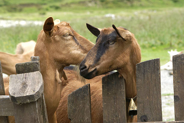 sequences of two young domestic goat rams fight