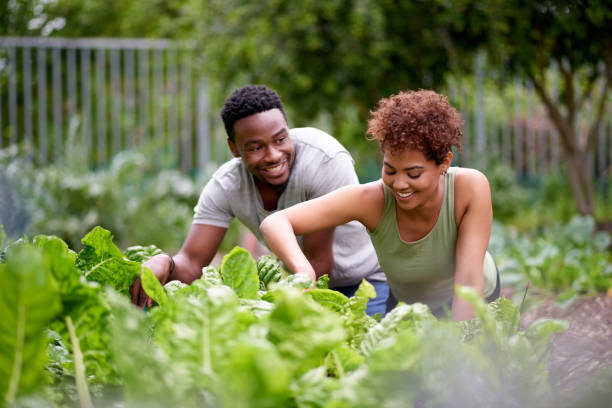 Put in the work, and you'll see growth Cropped shot of an affectionate young couple working in a vegetable garden the farmer and his wife pictures stock pictures, royalty-free photos & images