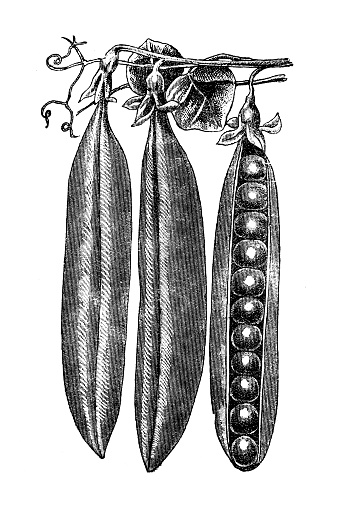 Illustration of a tall Pea