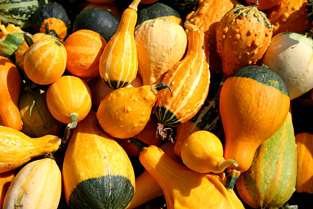 istock Big Pile of Gourds 90360179