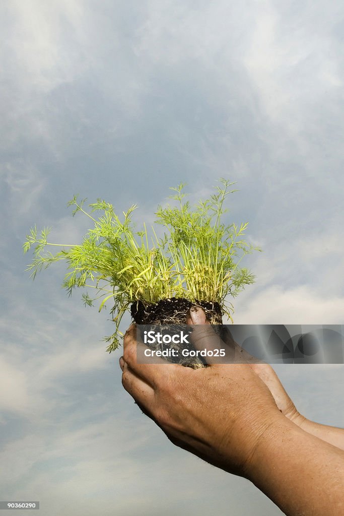 Seedling in Hands  Agriculture Stock Photo