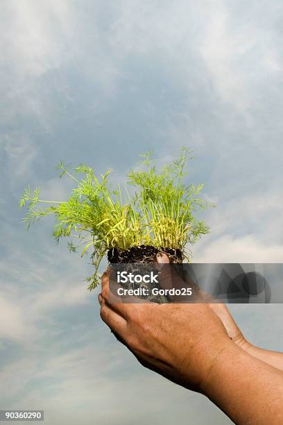 Seedling In Hands Stock Photo - Download Image Now - Agriculture, Bud, Care