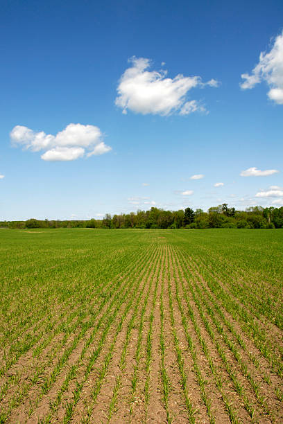 cornfield setzlinge - green field agriculture summer stock-fotos und bilder