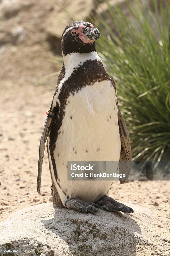 Pinguim-de-Humboldt pé sobre uma rocha - Royalty-free Animal Foto de stock