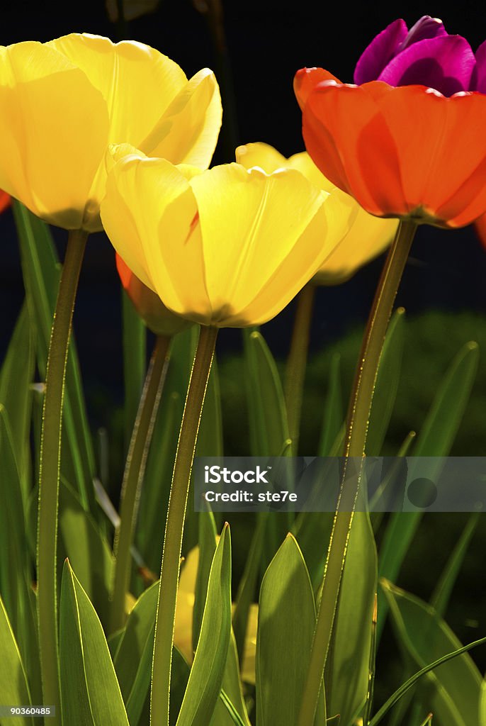 Tres tulipanes - Foto de stock de Aire libre libre de derechos