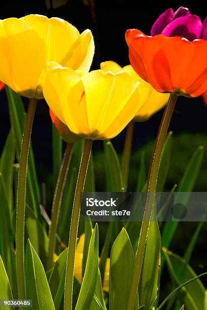 Tres Tulipanes Foto de stock y más banco de imágenes de Aire libre - Aire libre, Alegre, Amarillo - Color