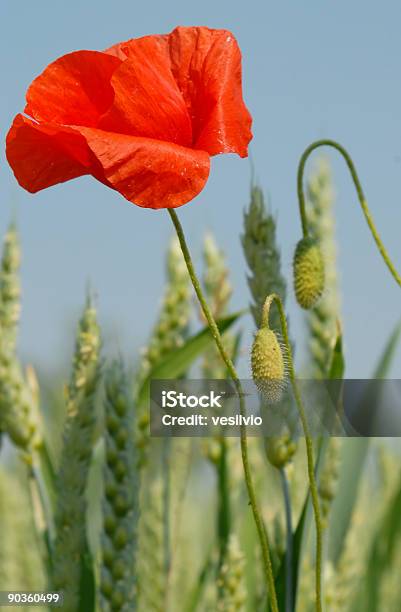 Mohn Blume Stockfoto und mehr Bilder von Agrarbetrieb - Agrarbetrieb, Blume, Blüte